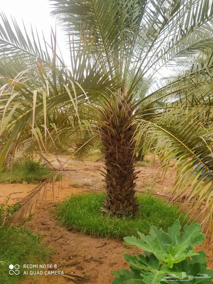 يوجد لدينا فروخ هنا قايل مضمونه وشغل ممتاز 9