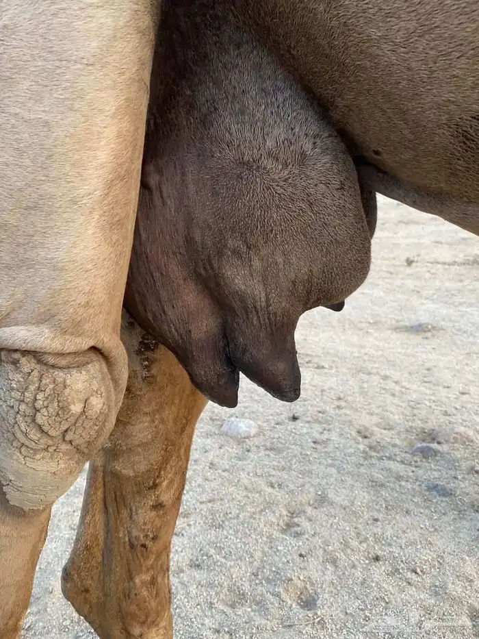 ناقه عشرا مجموع بالحليب معاها بكره حمراء دم مشروطة شرط 3