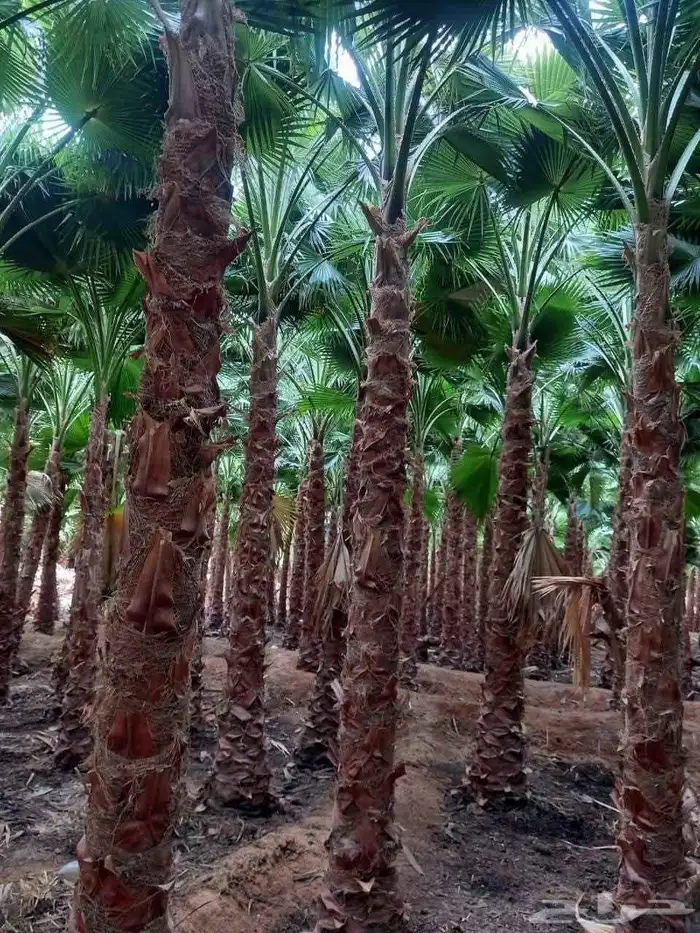 تنسيق حدائق ابو عدي 2