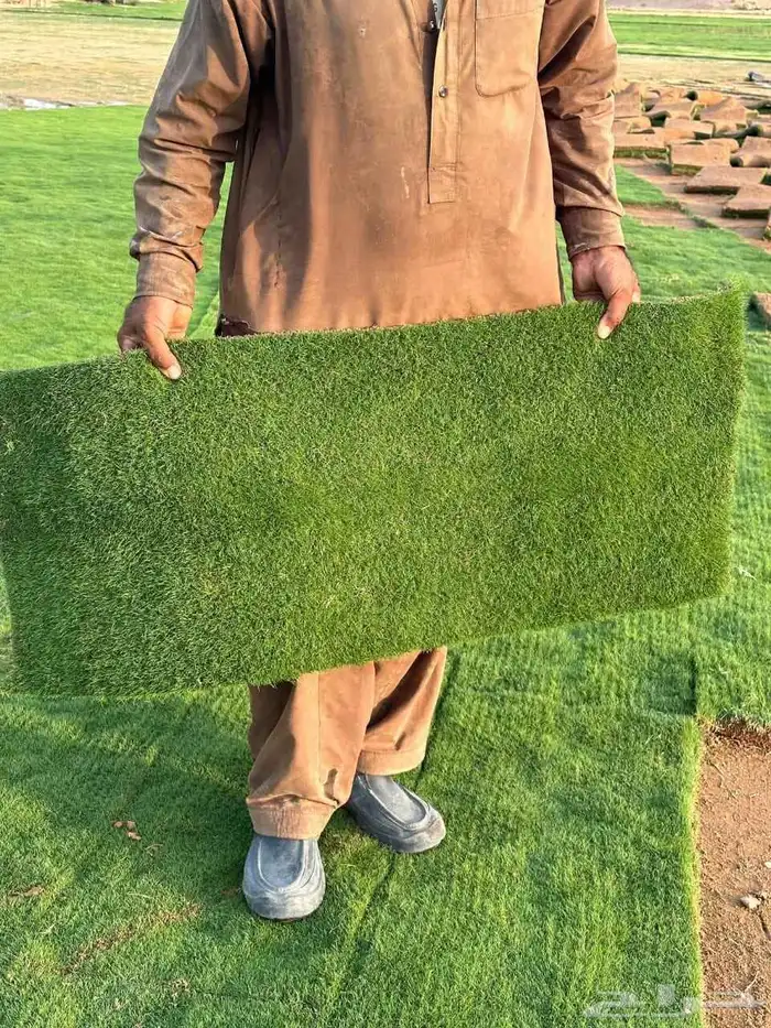 ثيل طبيعي سي الفين 2