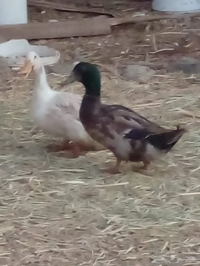 بط للبيع 1