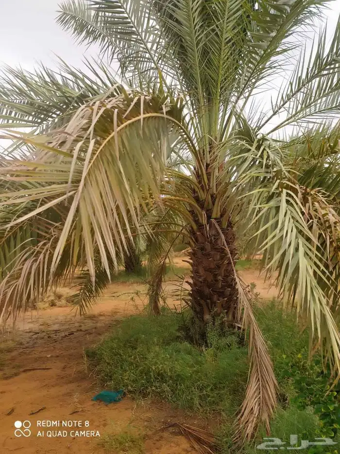 يوجد لدينا فروخ هنا قايل مضمونه وشغل ممتاز 4