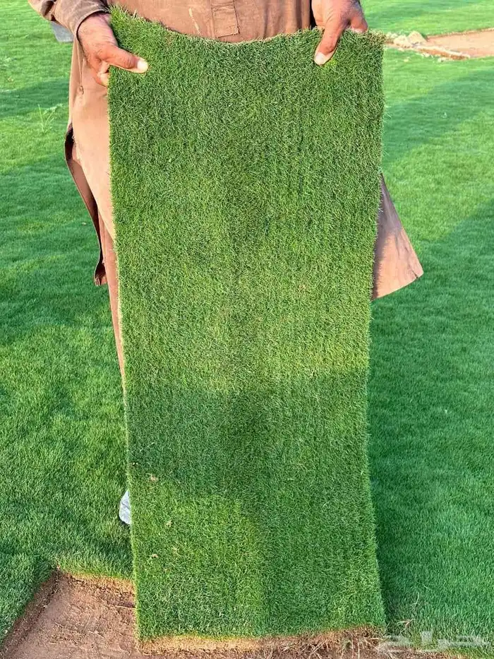 ثيل طبيعي سي الفين 1