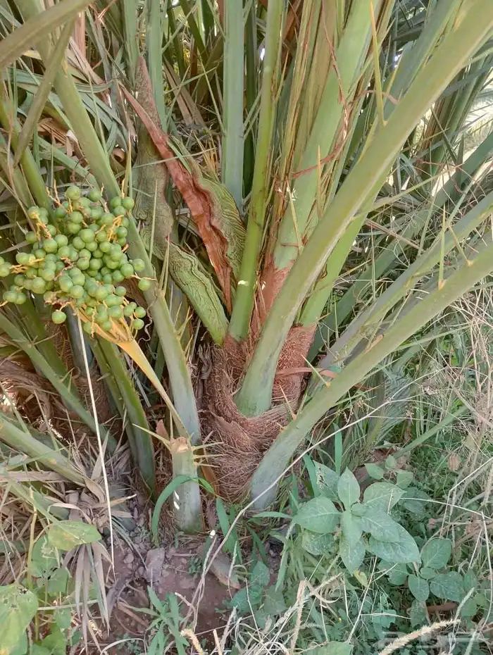 نخل فسائل احجام ممتازة 0