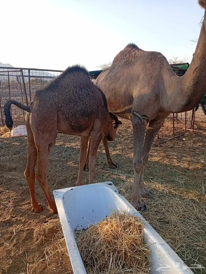 بكار للبيع 2