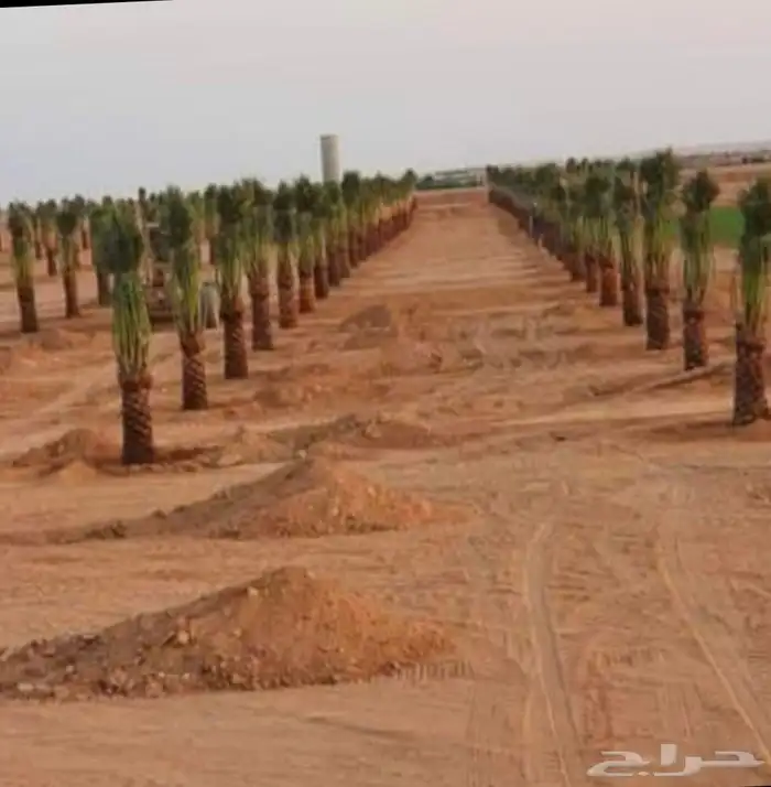 مقاول تركيب شبوك وزراعة النخيل 2