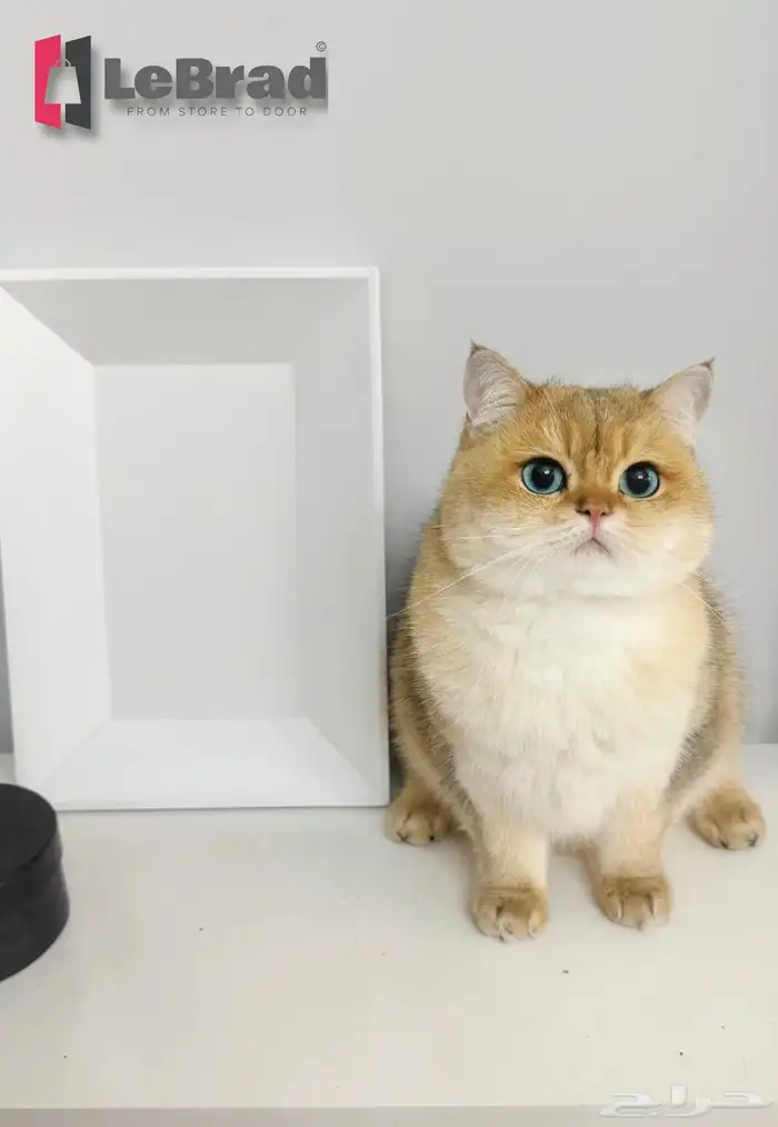 انتاج قريب قطط منشكن ابسولو NY11 نوادر (الاباء ليس للبيع) 0