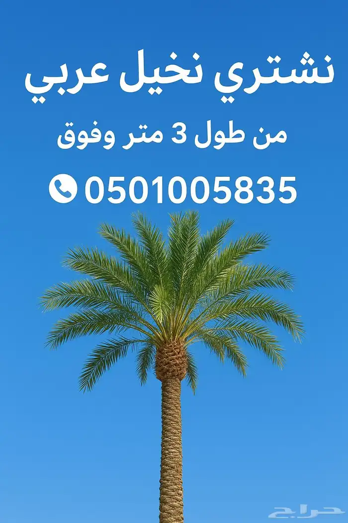 عندك نخيل للبيع من 3متر وافوق اتوصل معي 0