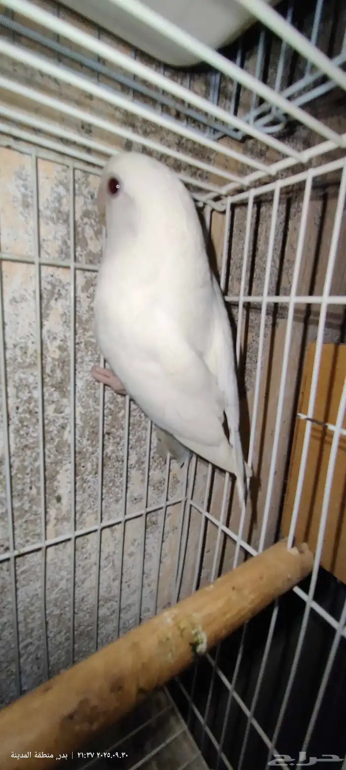 جوز روز البينو عيون حمر 1