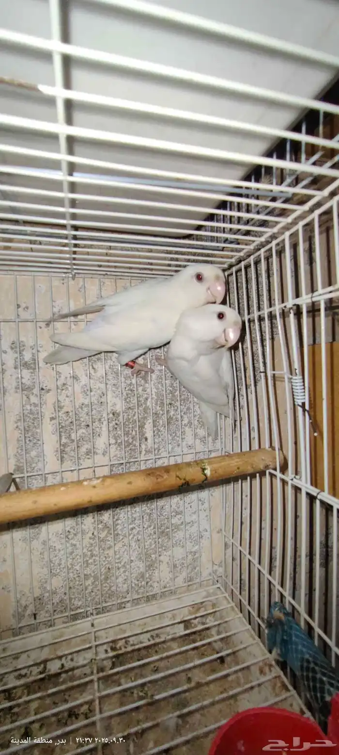 جوز روز البينو عيون حمر 2