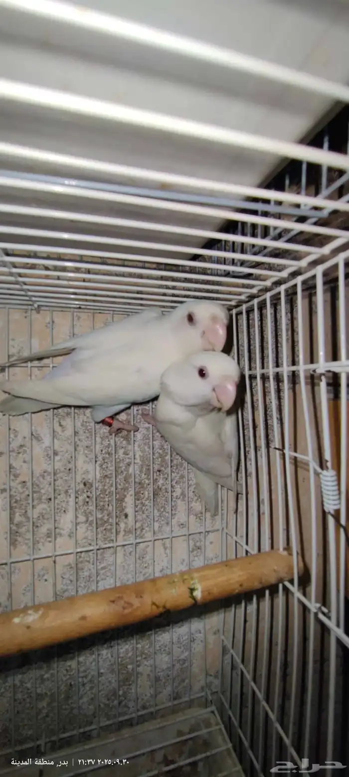 جوز روز البينو عيون حمر 0