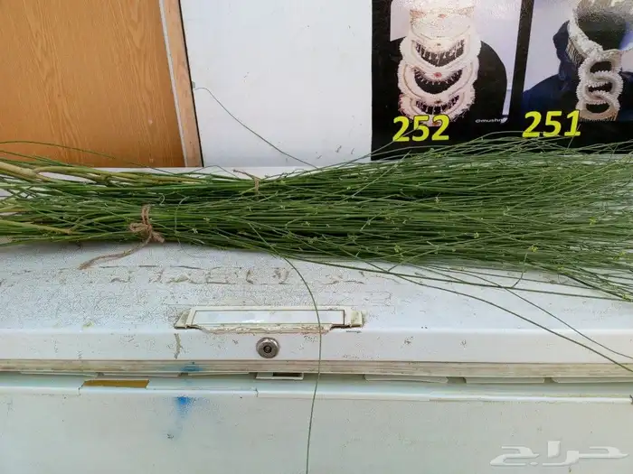 المرخ الجيزاني الطازج الاخضر الجديد الرياض الحله يصل ج جيزان 1