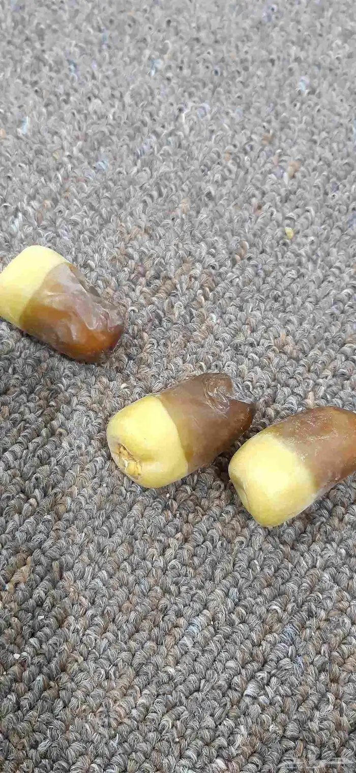 نخل مثمر اخلاص صقعي مجدول ونوايع ممتازه 3