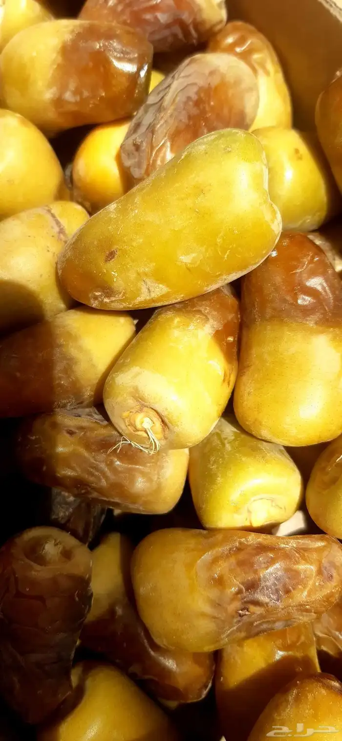 نخل مثمر اخلاص صقعي مجدول ونوايع ممتازه 4