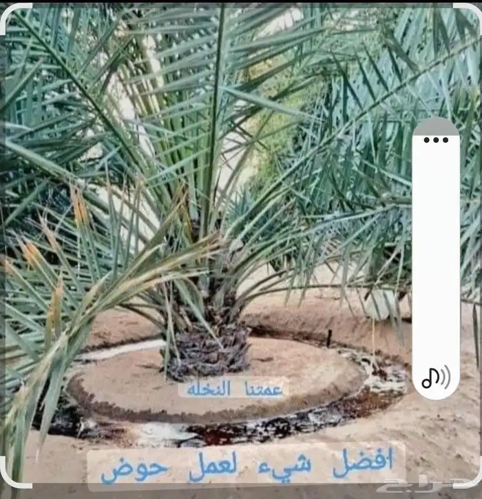 تنسيق حدائق ثيل و نخيل وأشجار بأنواعها 7