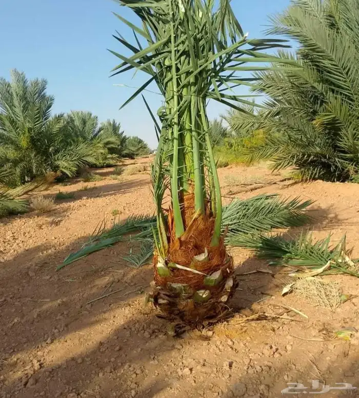 نخل للبيع متر مترين ثلاثه متر نخيل نقايل فروخ فسايل واشنطني 1