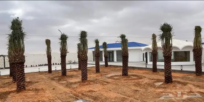 نخل مثمر للبيع اخلاص سكري برحي صقعي مجدول ونانه شيشي غر 1