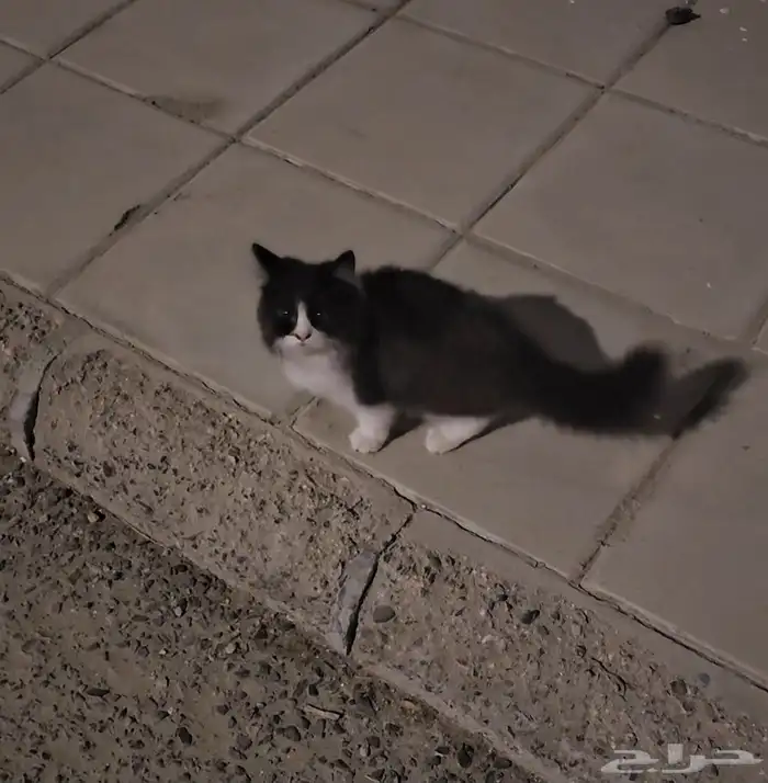 قطه منزليه صغيره مرميه بالشارع 1