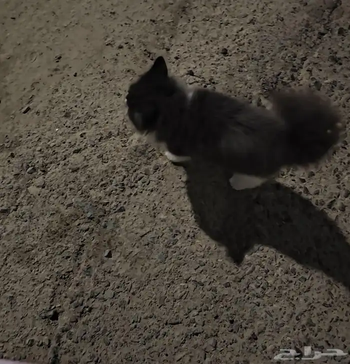 قطه منزليه صغيره مرميه بالشارع 2