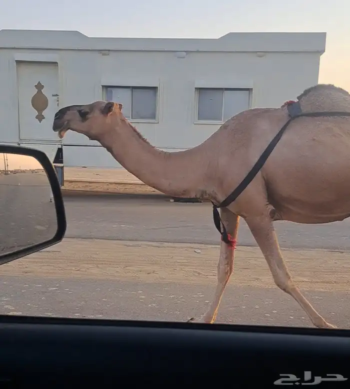 أربع عشاير طيبات 2