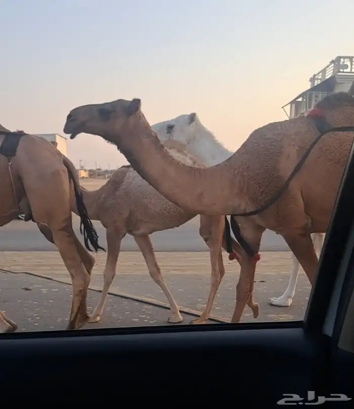 أربع عشاير طيبات 3