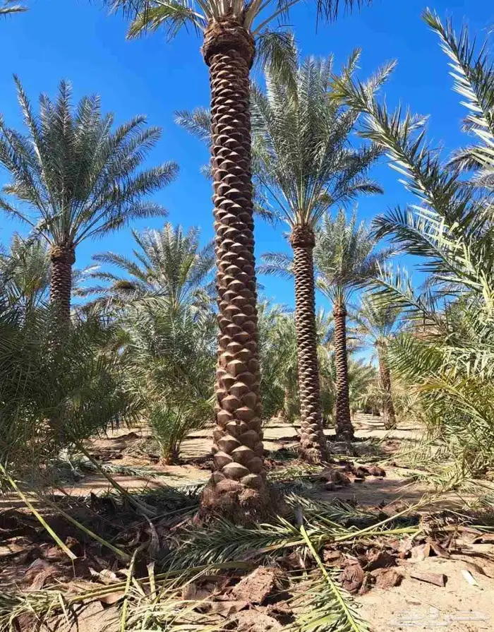 يوجد نخل للبيع بجميع انواع ومقاسات النخل العربي المثمر 5