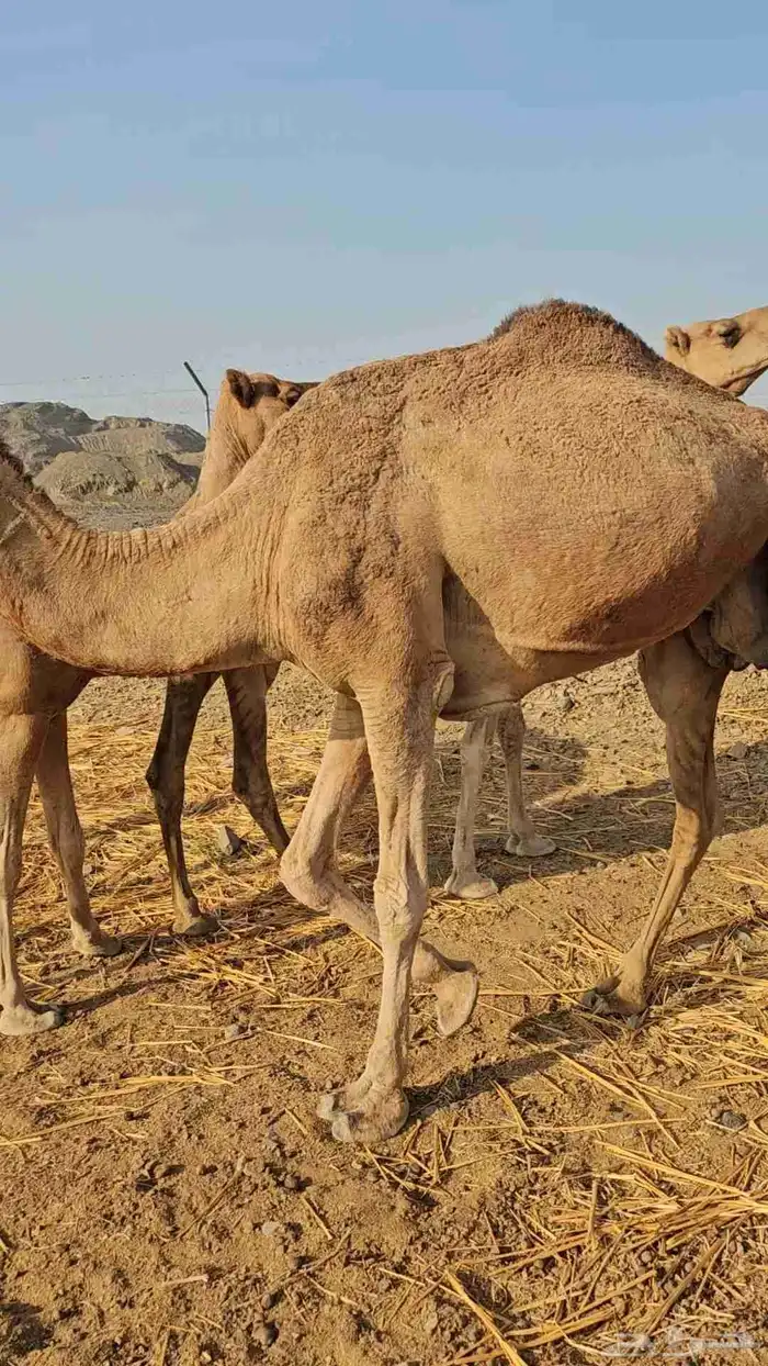 تم البيع 5