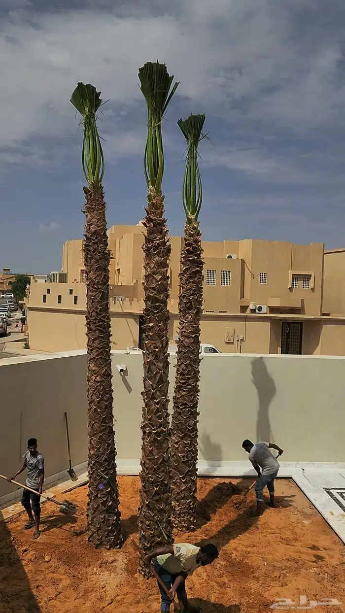 نخل واشنطني للبيع 1