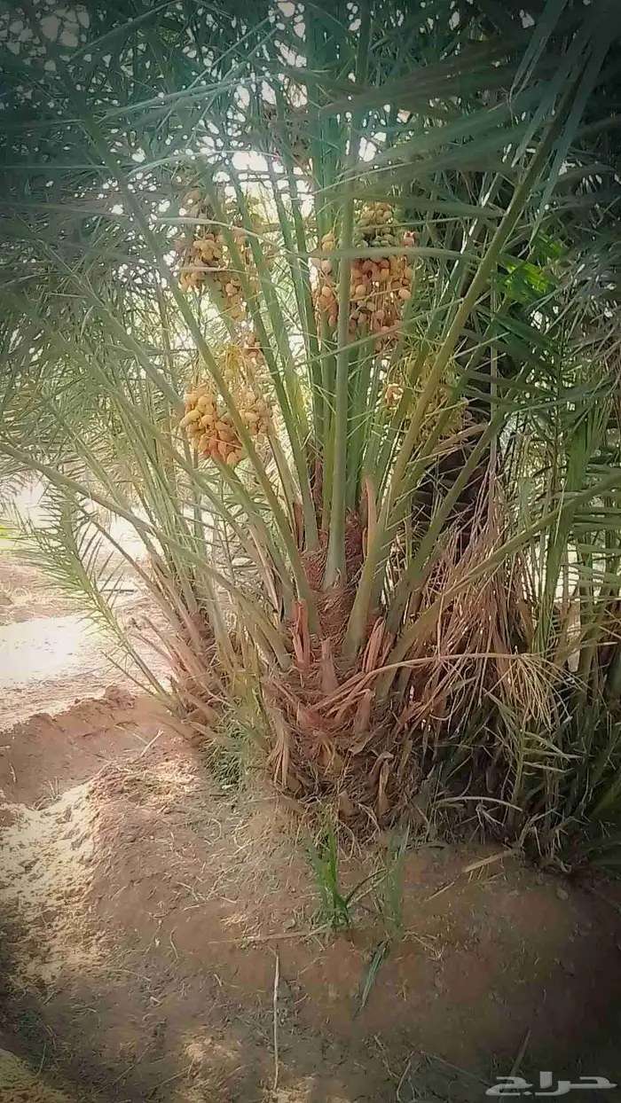 سلام عليكم اليوم عند الفسل المثمره توجد في مكه 1