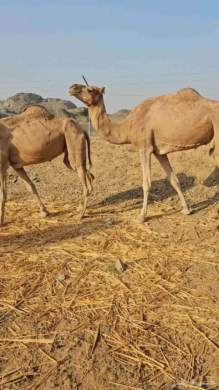 تم البيع 1
