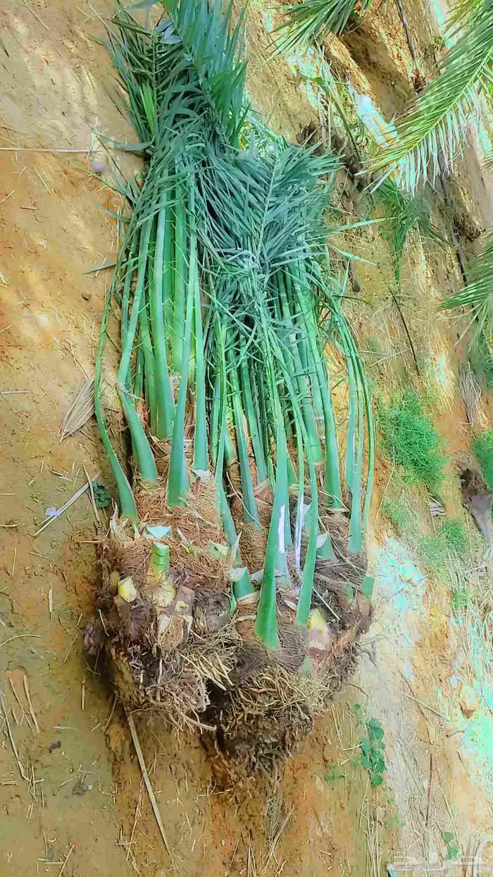 يوجد نخيل البيع اسعرنامعقوله نخل خلي من المراض 2