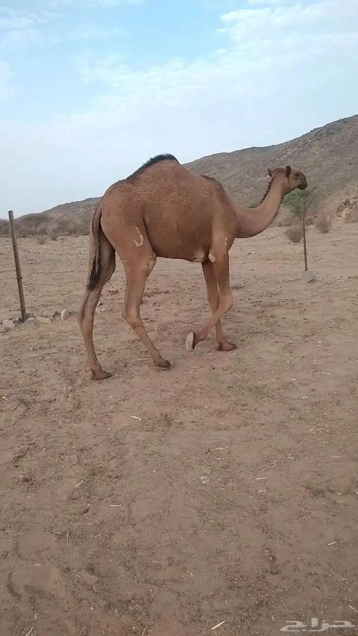 حقه صفراء 1