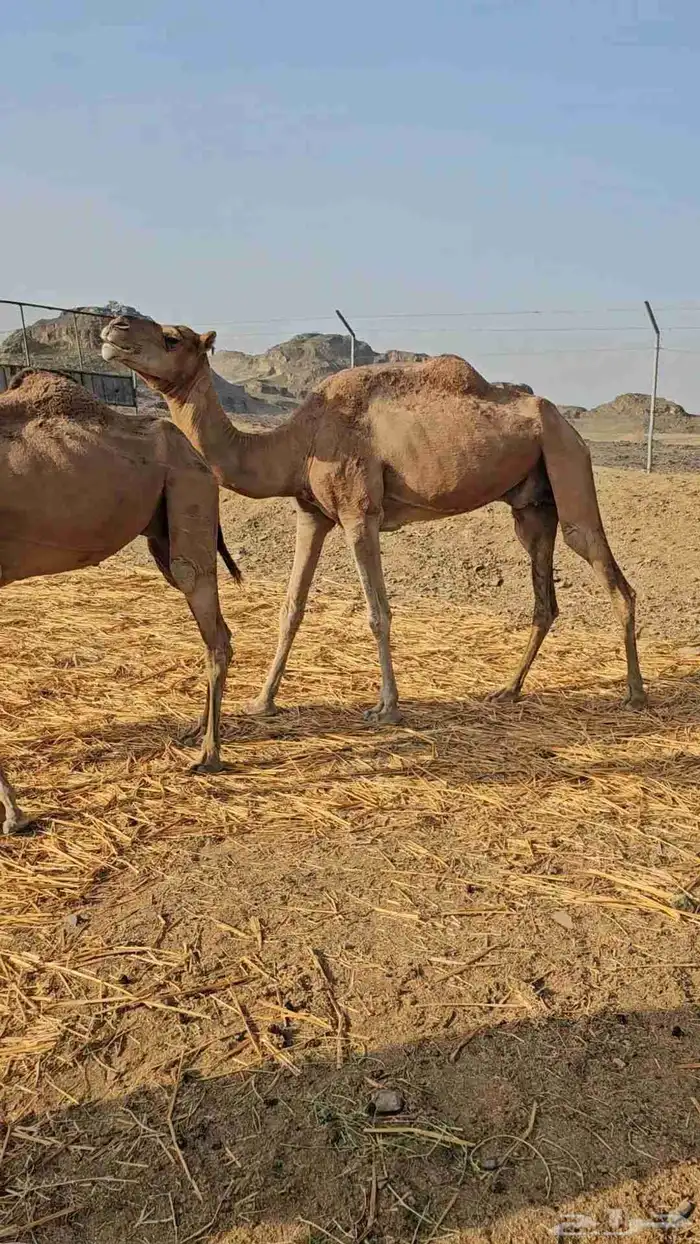 تم البيع 0
