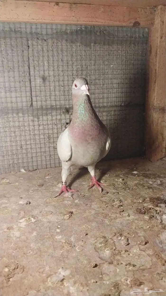 للبيع انثى زاجل 1