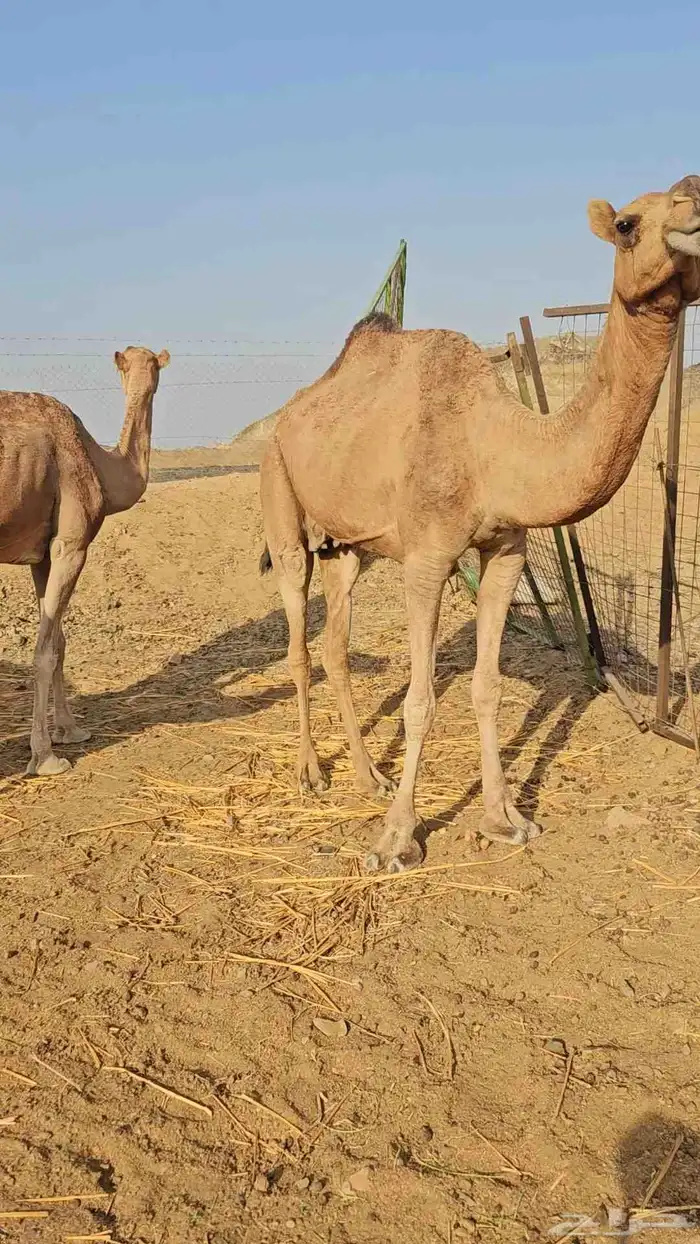 تم البيع 4
