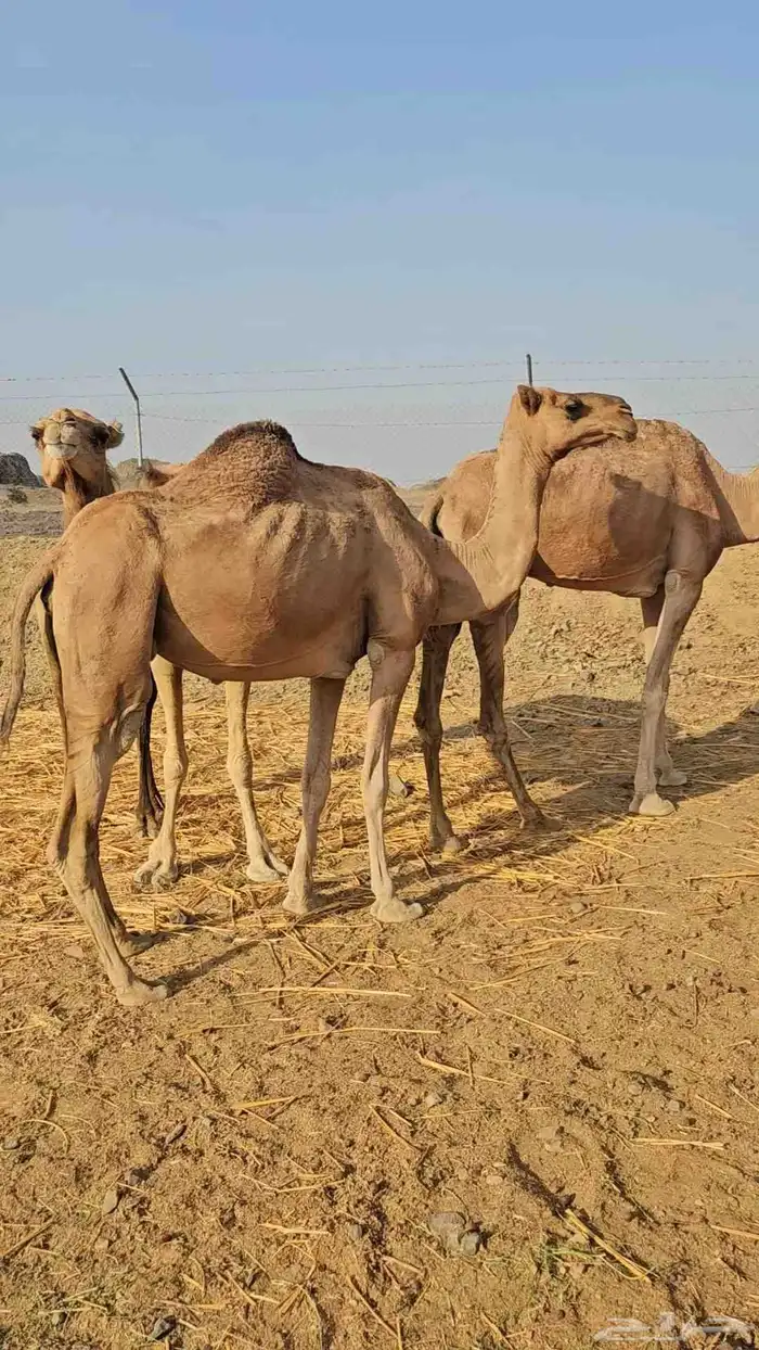 تم البيع 3