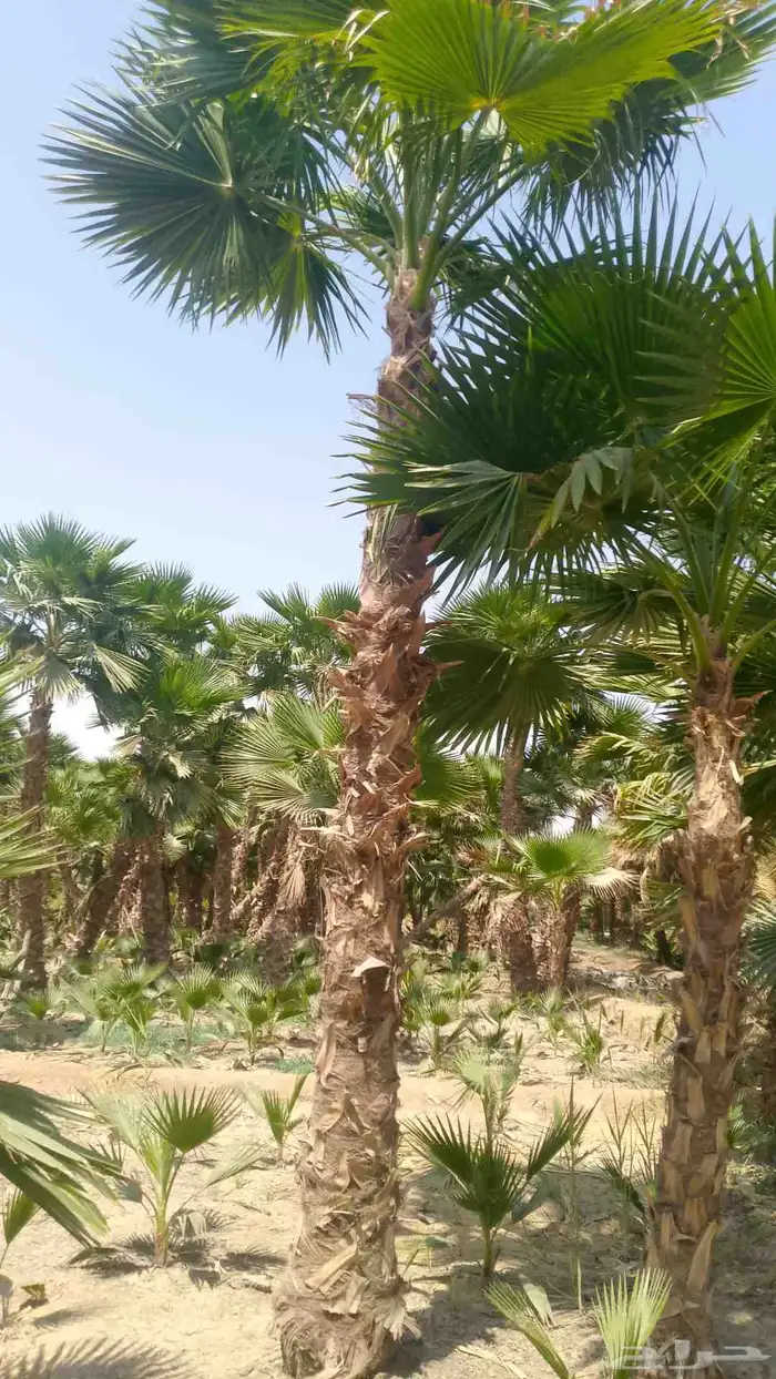 نخيل واشنطني زينه 3
