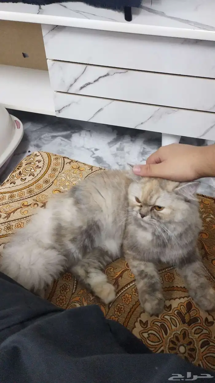 قط شيرازي للبيع 0