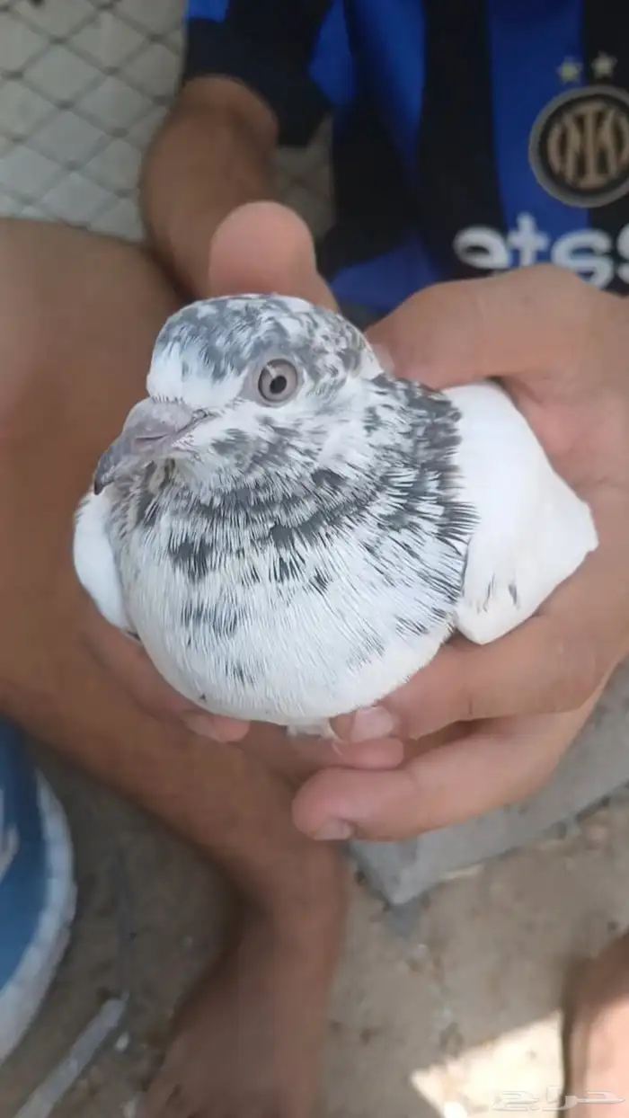 زوج باكستاني تدي 1