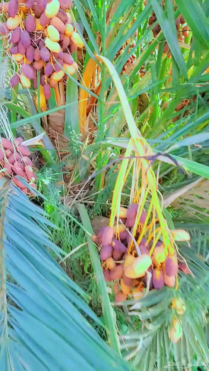 يوجد نخيل البيع اسعرنامعقوله نخل خلي من المراض 4