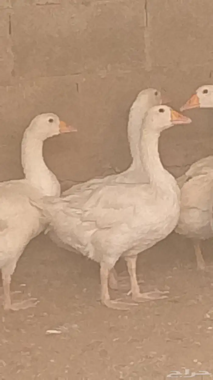 جميع انواع طيور للبيع 6