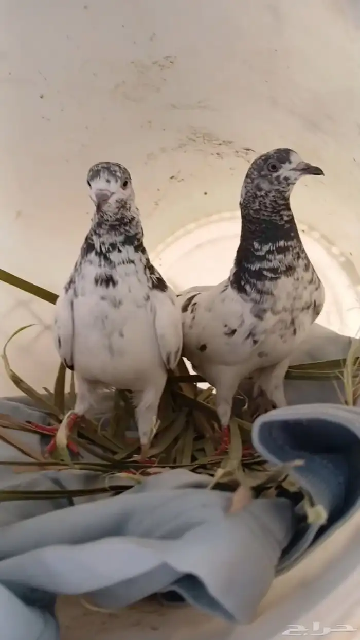 زوج باكستاني تدي 0