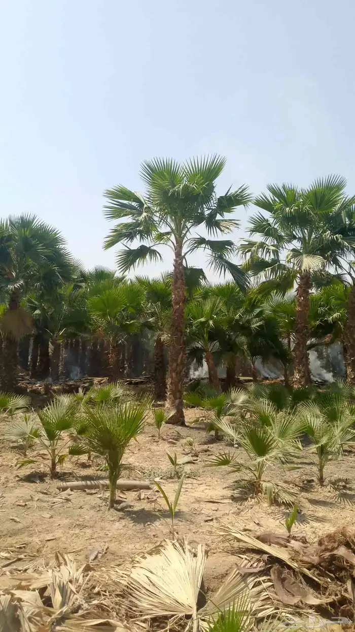 نخيل واشنطني زينه 1