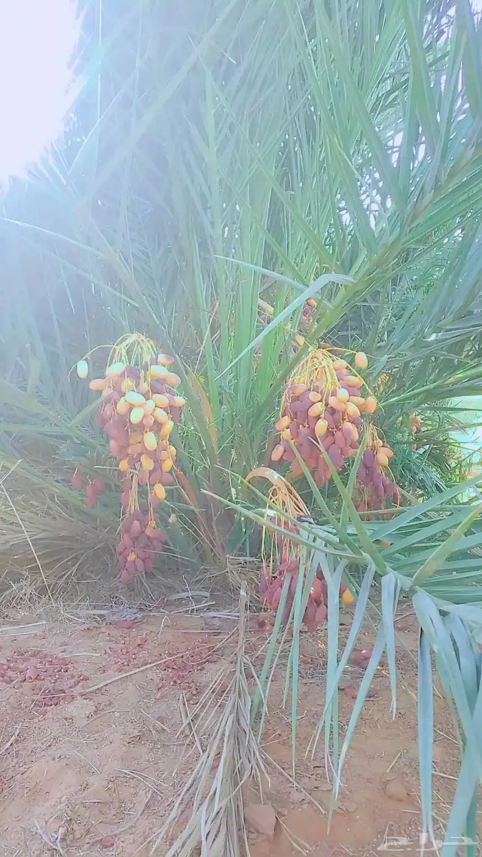 يوجد نخيل البيع اسعرنامعقوله نخل خلي من المراض 6