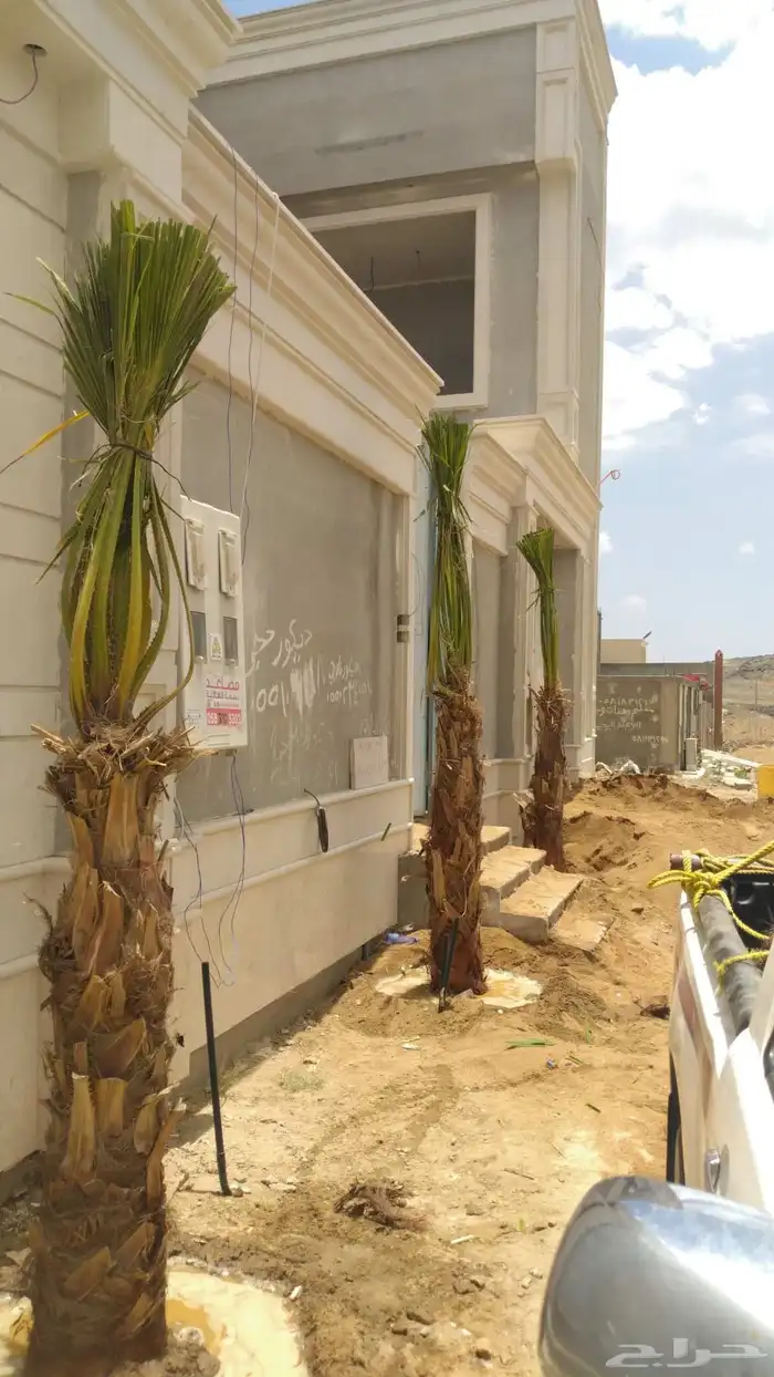 يوجد الدنيا جميع انواع النخيل الزينه والعربي وجميع انوع المق 3