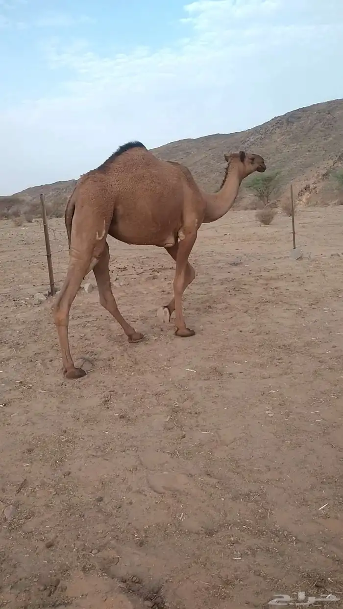 حقه صفراء 0