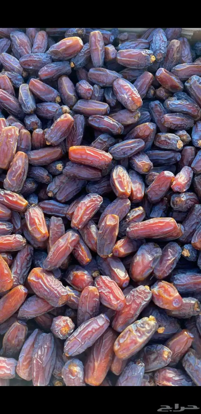 فسائل نخل برني العلا مبروم 0