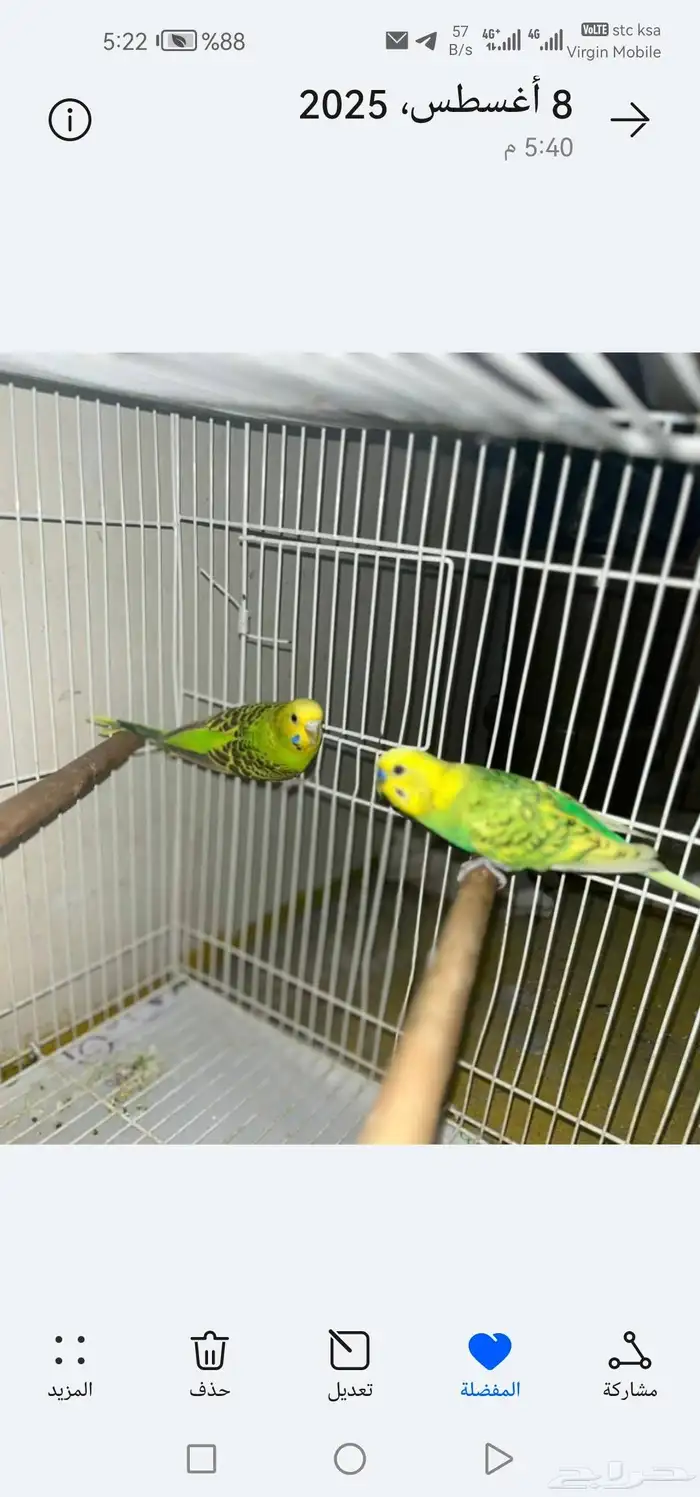 طيور البادجي ذكر وأنثى 1