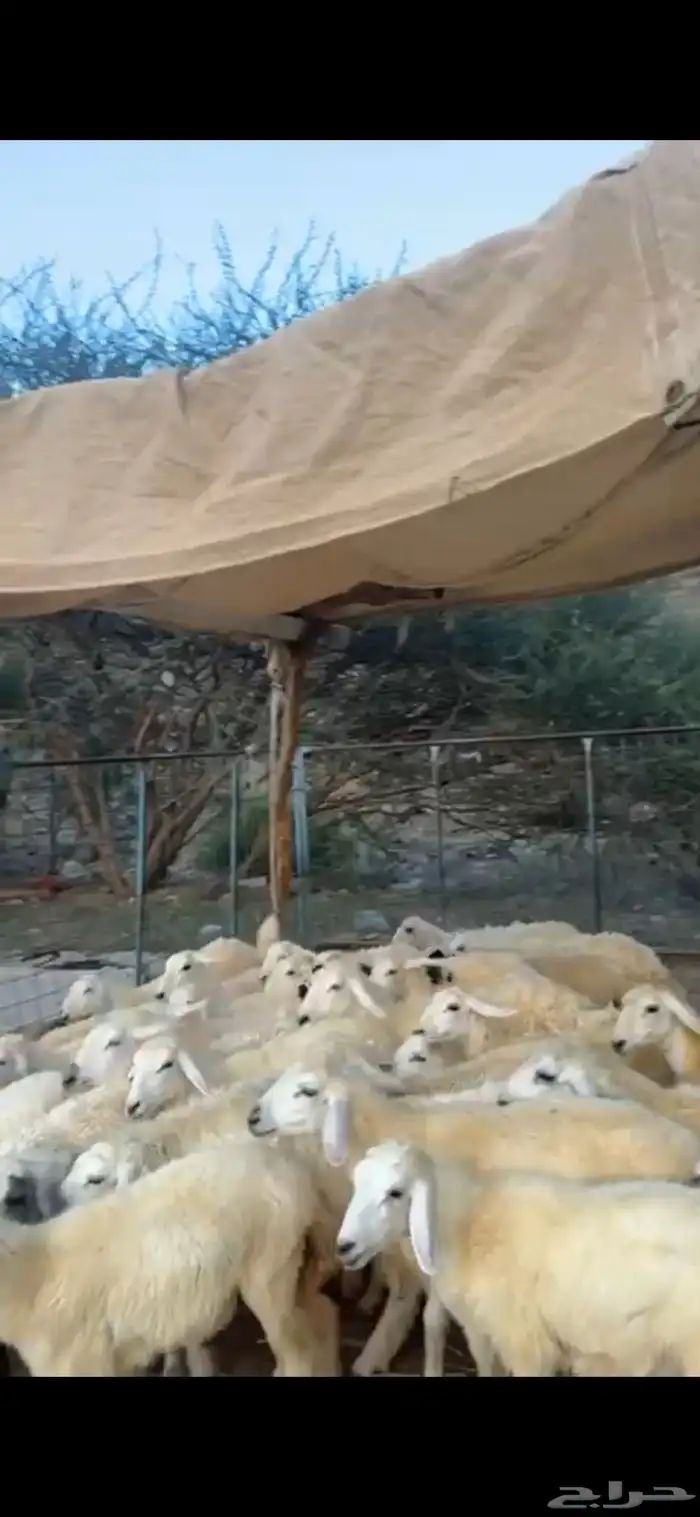 طليان ورخال 0