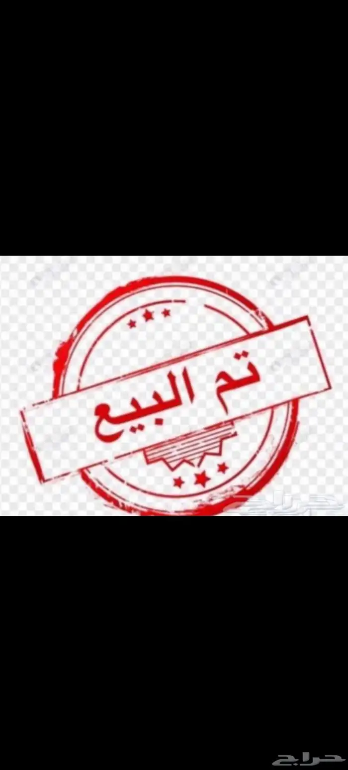 شامو ياباني 9